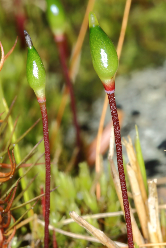 Buxbaumia aphylla